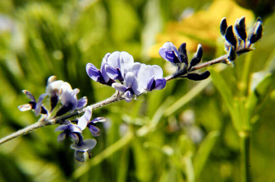 Plancia ëd Psoralea tenuiflora Pursh