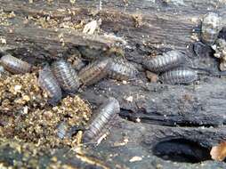 Image of pill bugs