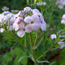 Слика од Aethionema grandiflorum Boiss. & Hohen.