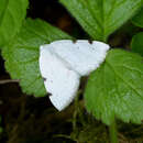 Image of white-pinion spotted