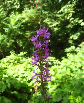 Plancia ëd Lythrum salicaria L.