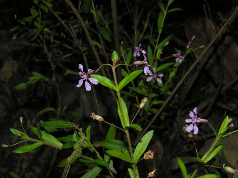 Image of Cuphea utriculosa Koehne