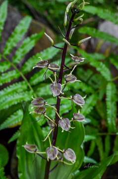 Image of Widelip orchid