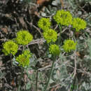 Image of Eriogonum umbellatum var. dumosum (Greene) Reveal