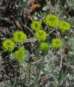 Image de Eriogonum umbellatum var. dumosum (Greene) Reveal