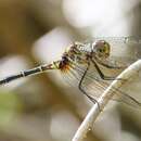 Dythemis sterilis Hagen 1861的圖片