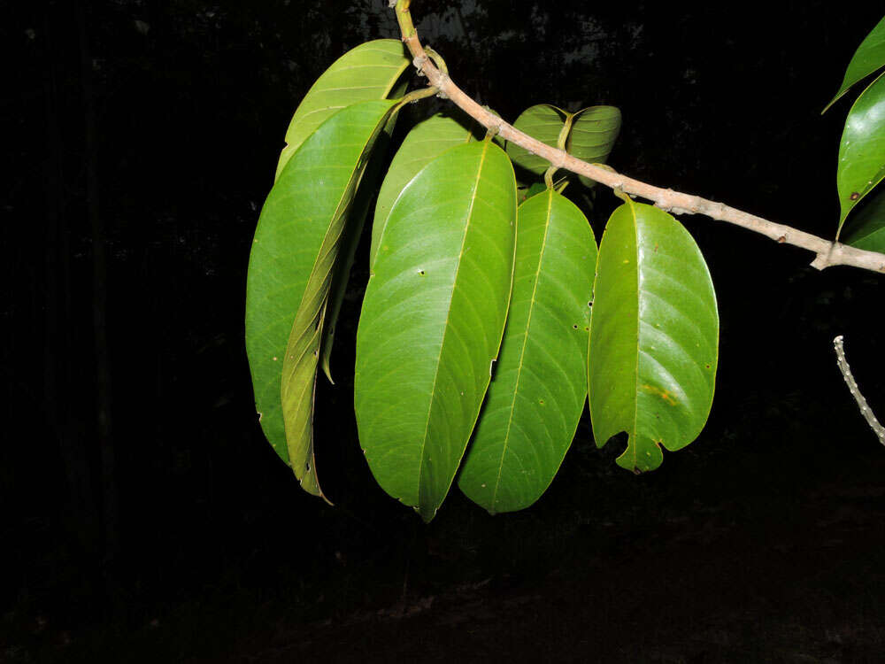 Image of Vochysia megalophylla Stafleu