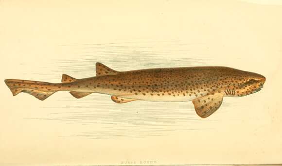 Image of Spotted cat sharks