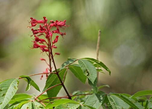 Imagem de Aesculus pavia L.