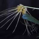 Image de Bulbophyllum vaginatum (Lindl.) Rchb. fil.