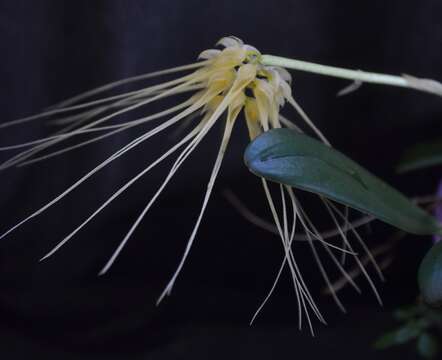 Image of Bulbophyllum vaginatum (Lindl.) Rchb. fil.