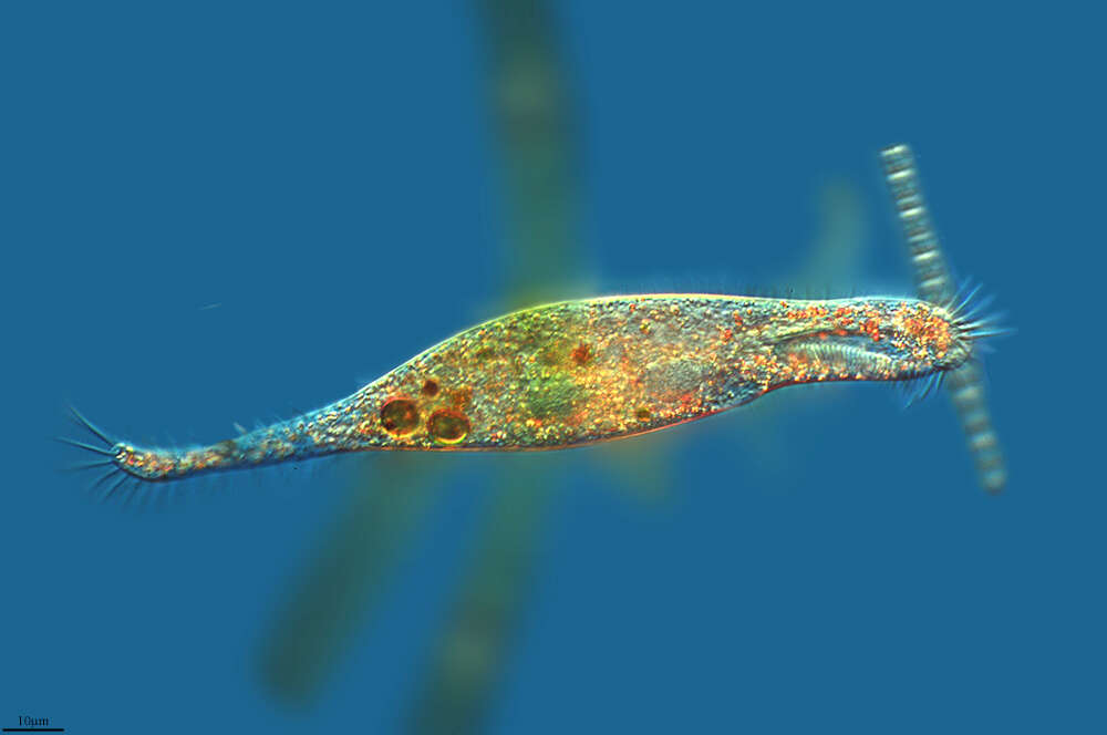 Image of Urostylida