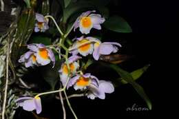 صورة Dendrobium farmeri Paxton