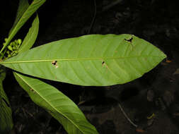 Image de Rustia occidentalis (Benth.) Hemsl.