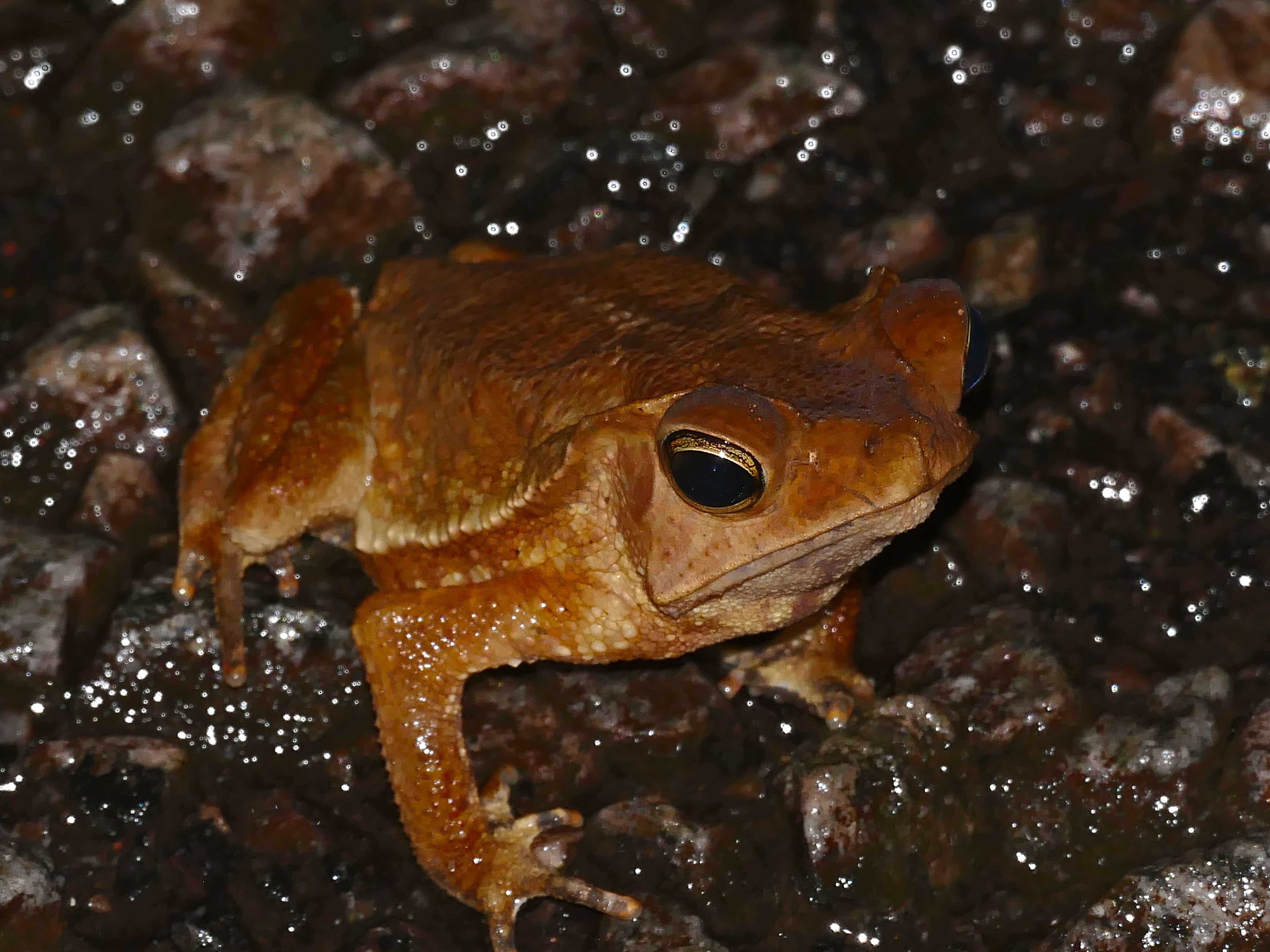 Image de Rhinella Fitzinger 1826