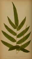 Lomariopsidaceae resmi