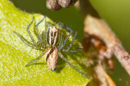 Image of lynx spiders