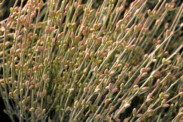 Ephedra fragilis subsp. fragilis resmi