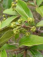 Image of Byrsonima verbascifolia (L.) DC.