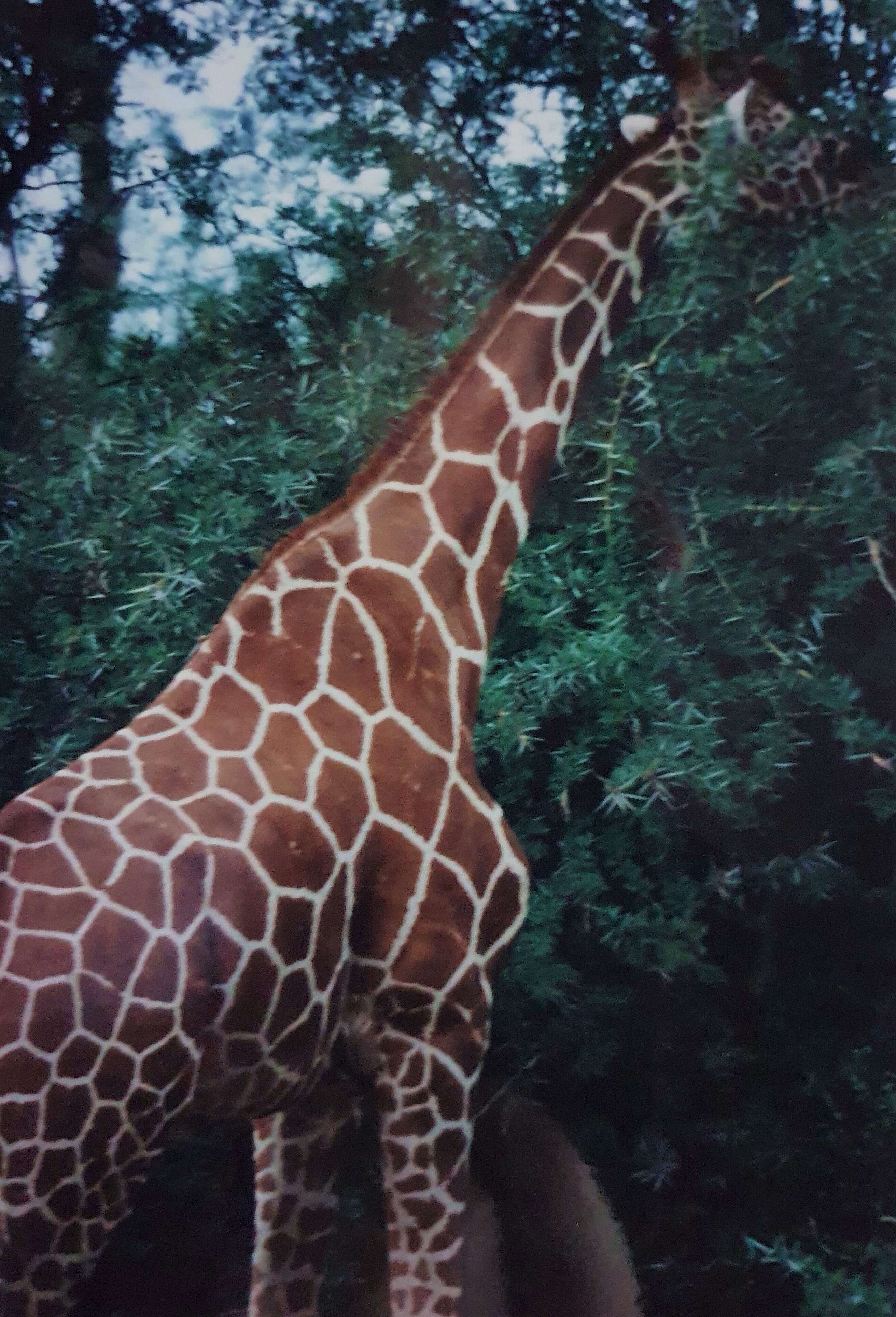 Image of reticulated giraffe