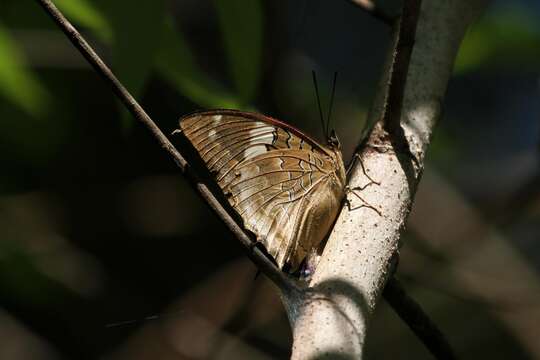 Image of Charaxes