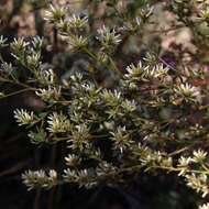 Image of Baccharis linearifolia (Lam.) Pers.