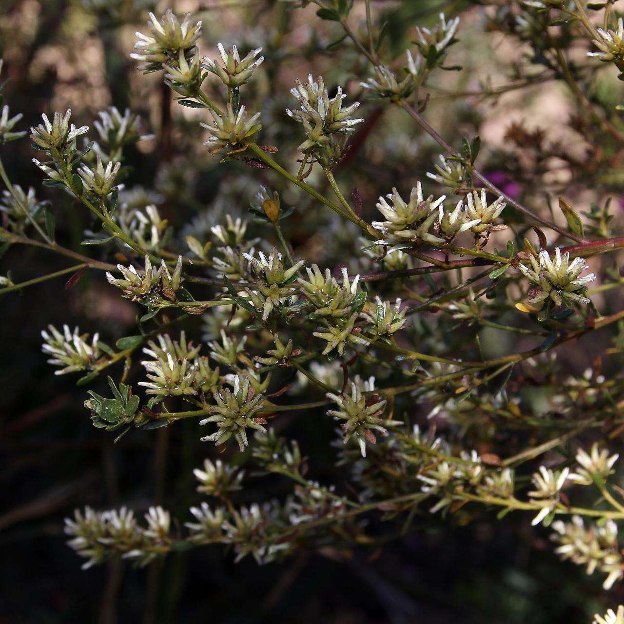 Слика од Baccharis linearifolia (Lam.) Pers.