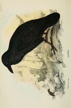 Image of Northern Raven