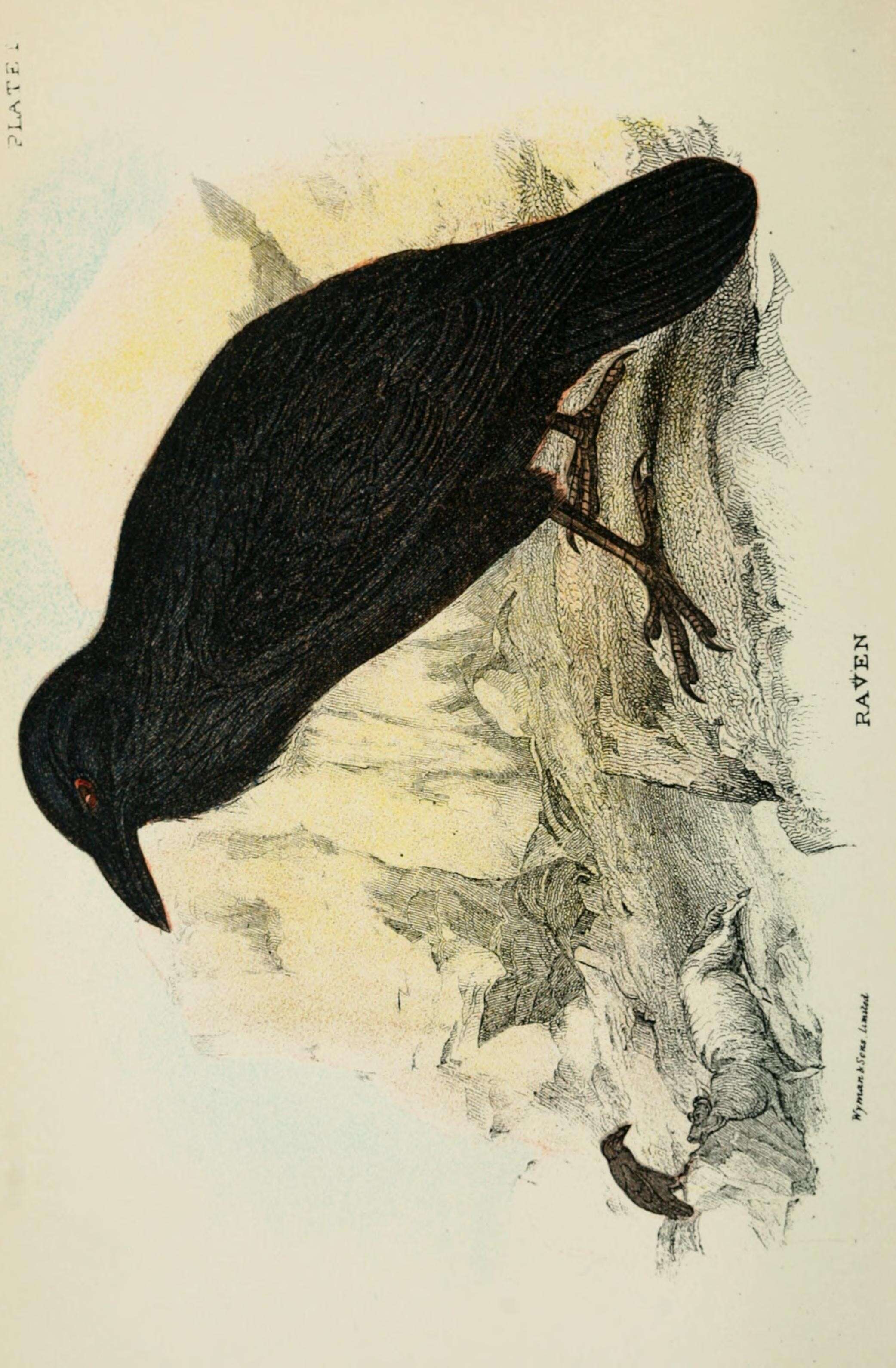 Image of Corvus Linnaeus 1758