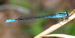 Image of bluet