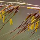 Image of Lopsided Indian Grass