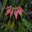 Image of Bulbophyllum rothschildianum (O'Brien) J. J. Sm.