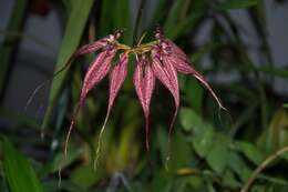 Image of Bulbophyllum rothschildianum (O'Brien) J. J. Sm.