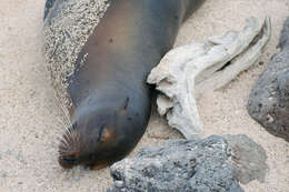 Image of Sea Lion