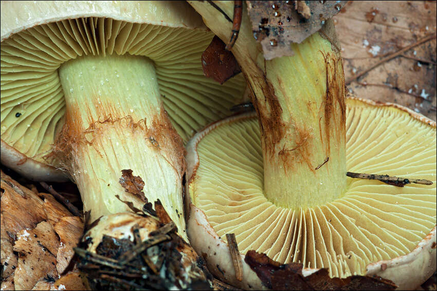 Image of Cortinarius odorifer Britzelm. 1885