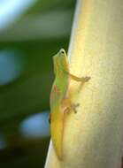 Image of Phelsuma