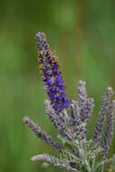 Image de Amorpha canescens Pursh