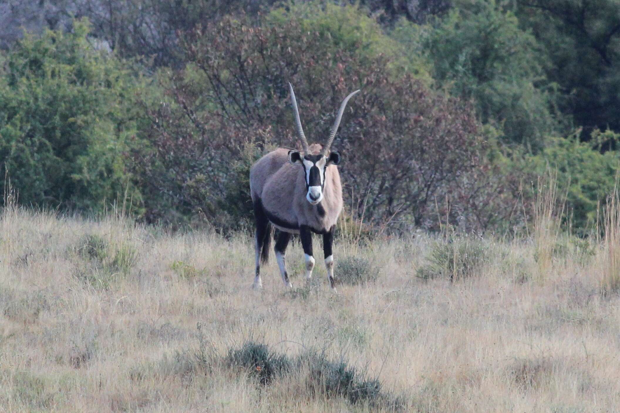 Image of Oryx gazella gazella