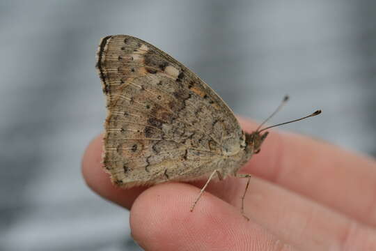 Image of Meadow Argus