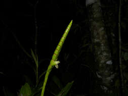 صورة Werauhia gladioliflora (H. Wendl.) J. R. Grant