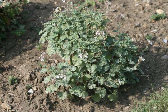 Image of Pelargonium fragrans Willd.