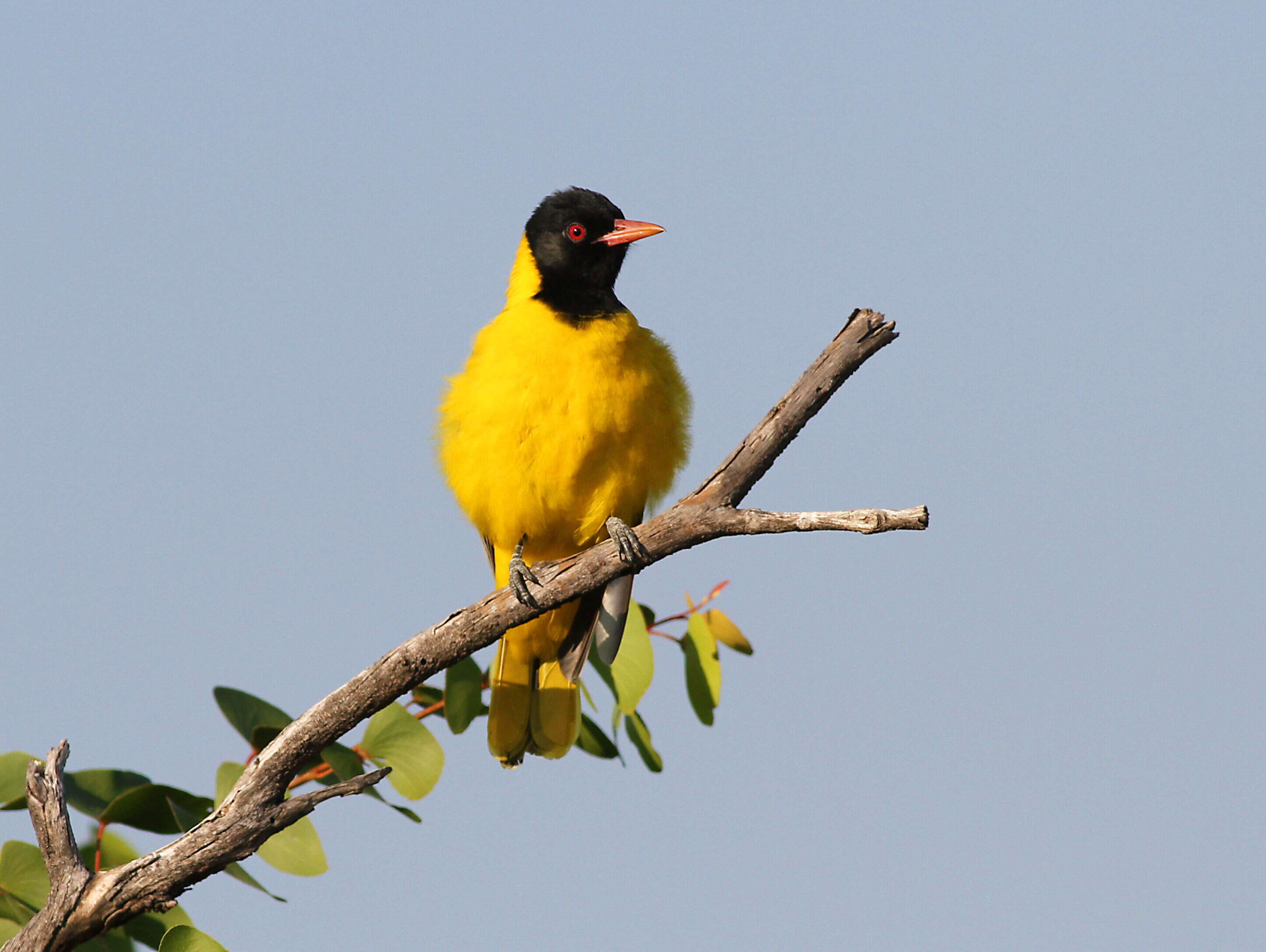 Слика од Oriolus Linnaeus 1766