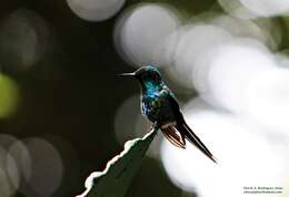 Image of Green Thorntail