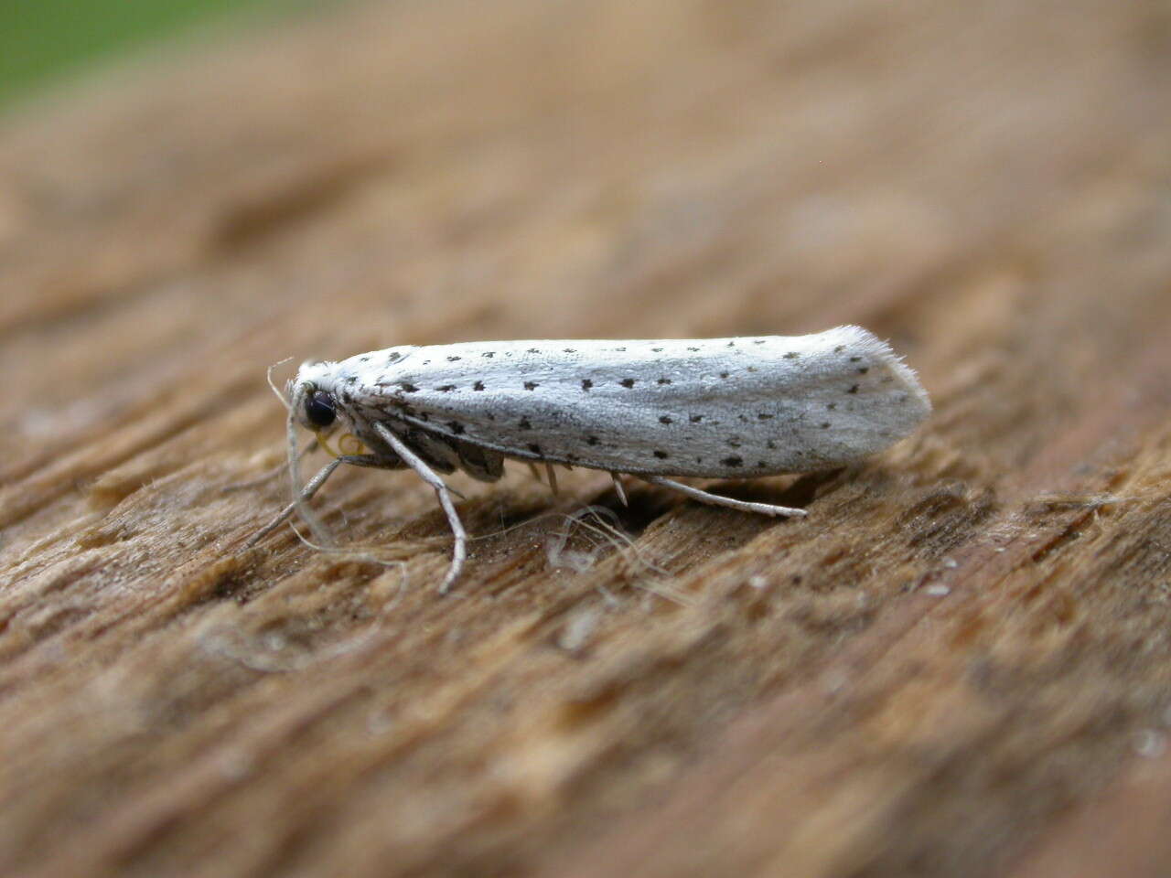 Imagem de Yponomeuta evonymella Linnaeus 1758