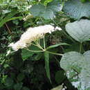 Imagem de Hydrangea arborescens L.