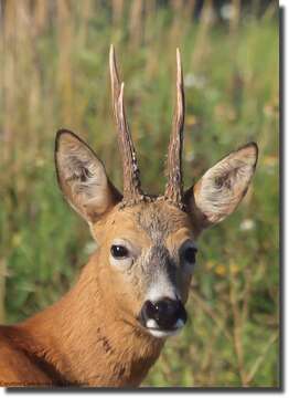 Image of Roe Deer