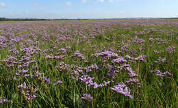 Image of Marsh Rosemary