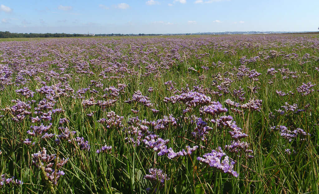 Image of Mediterranean sea lavender