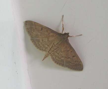 Image de Herpetogramma licarsisalis Walker 1859