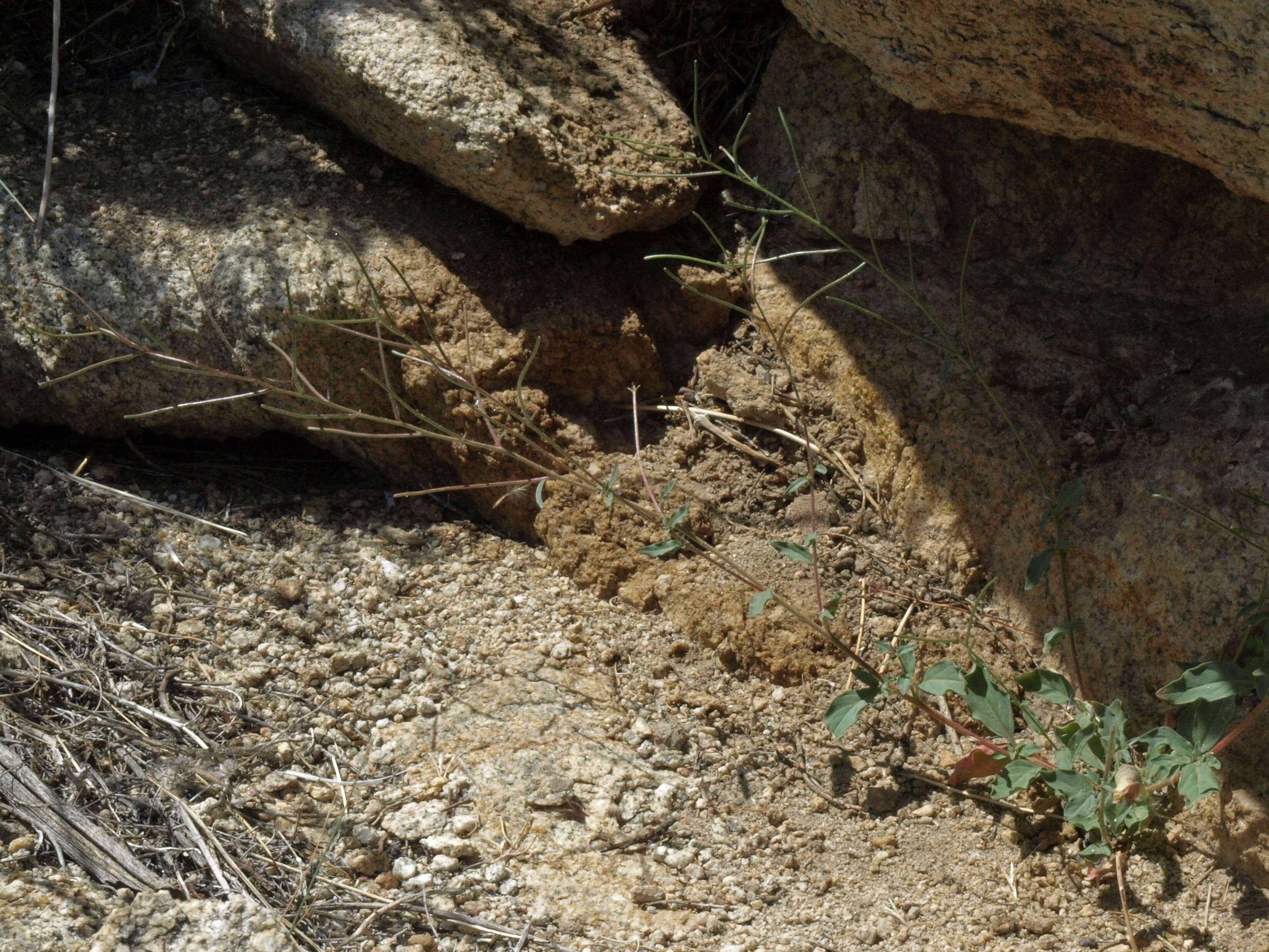 Image de Eremothera chamaenerioides (A. Gray) W. L. Wagner & Hoch